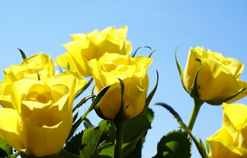 Yellow Roses Against Blue Sky — Serene, Afternoon