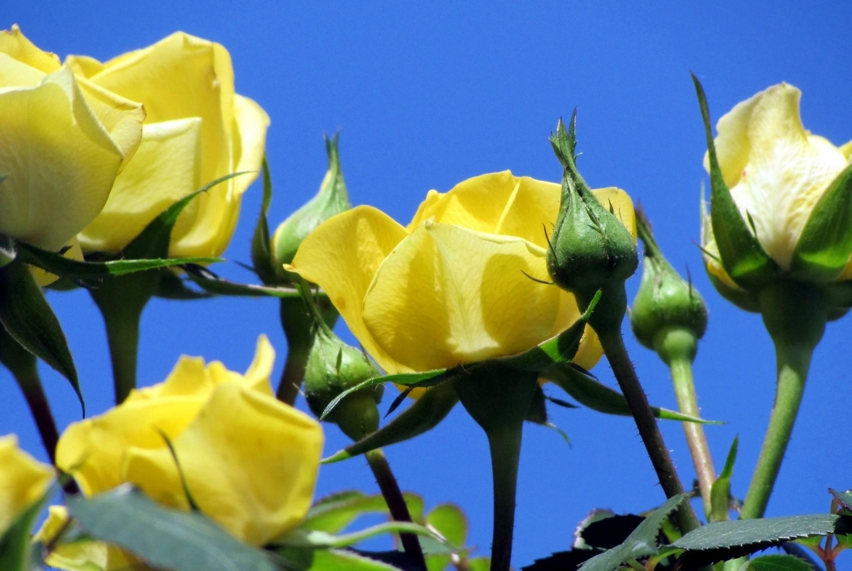 Yellow roses against blue sky