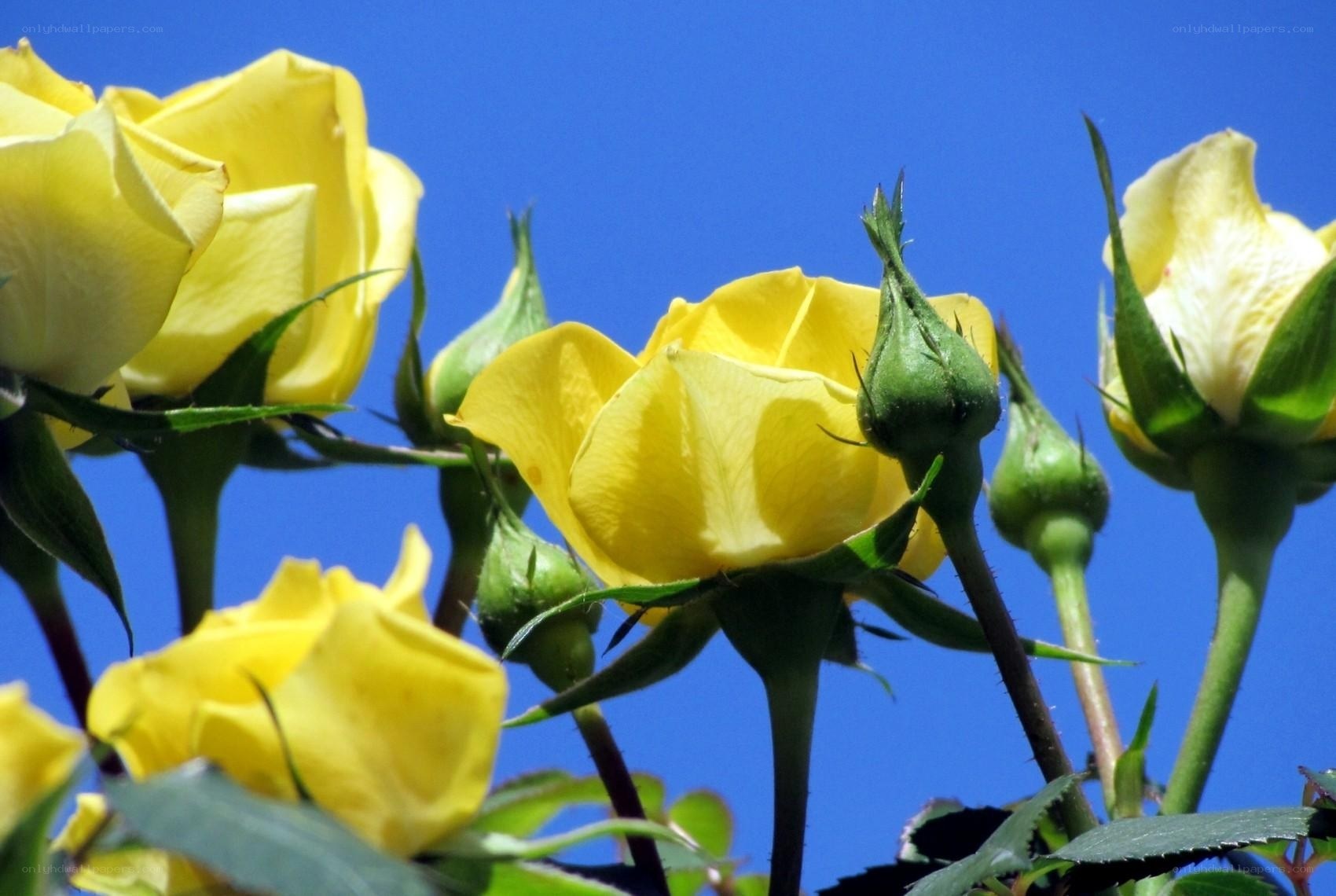 Yellow roses against blue sky