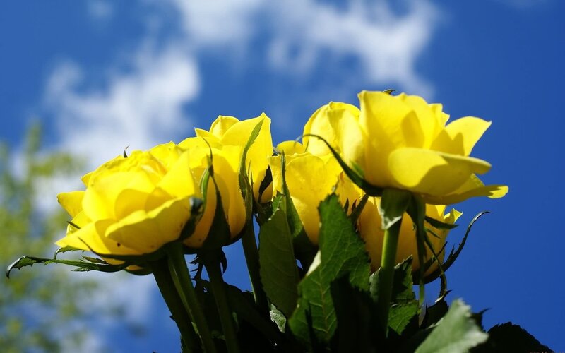 Yellow Roses Against Sky — Serene