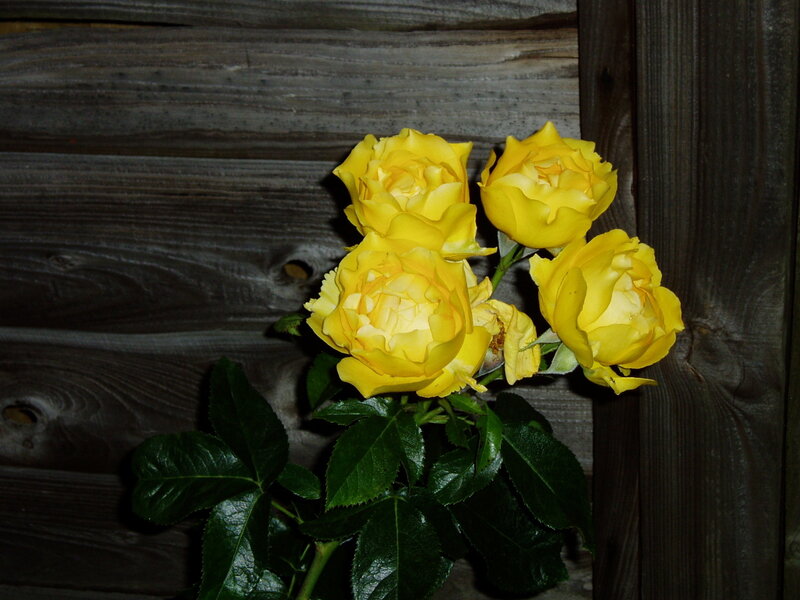 Yellow roses against wood