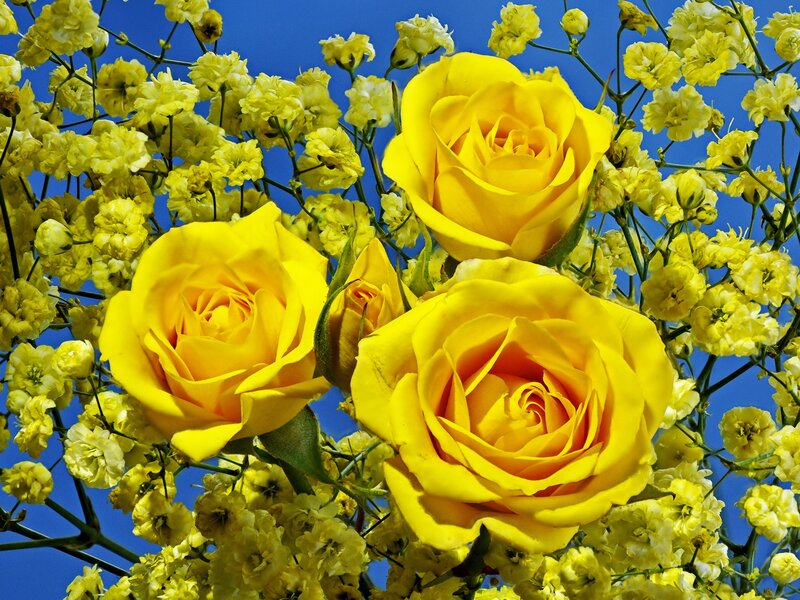 Yellow Roses and Baby's Breath — Bright, Afternoon