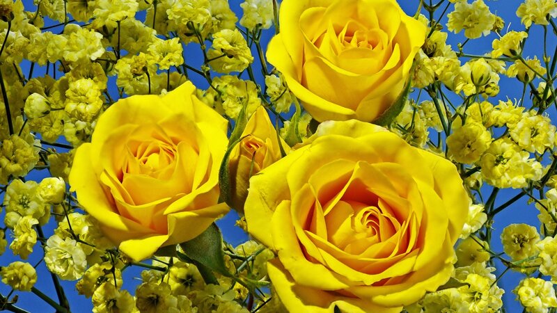 Yellow Roses and Baby's Breath — Bright