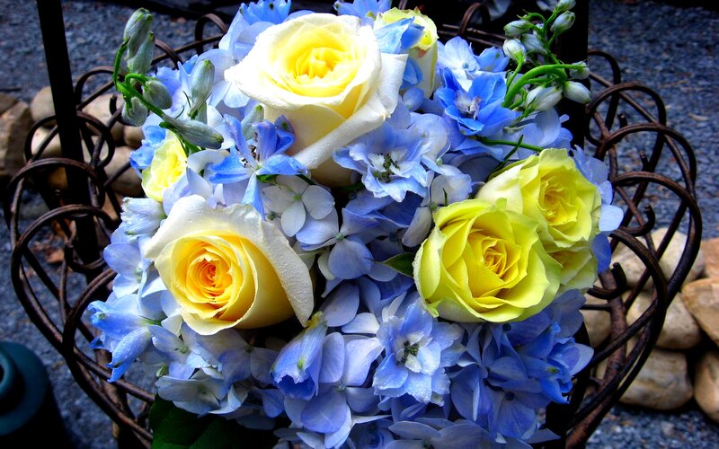 Yellow Roses and Blue Flowers — Calm