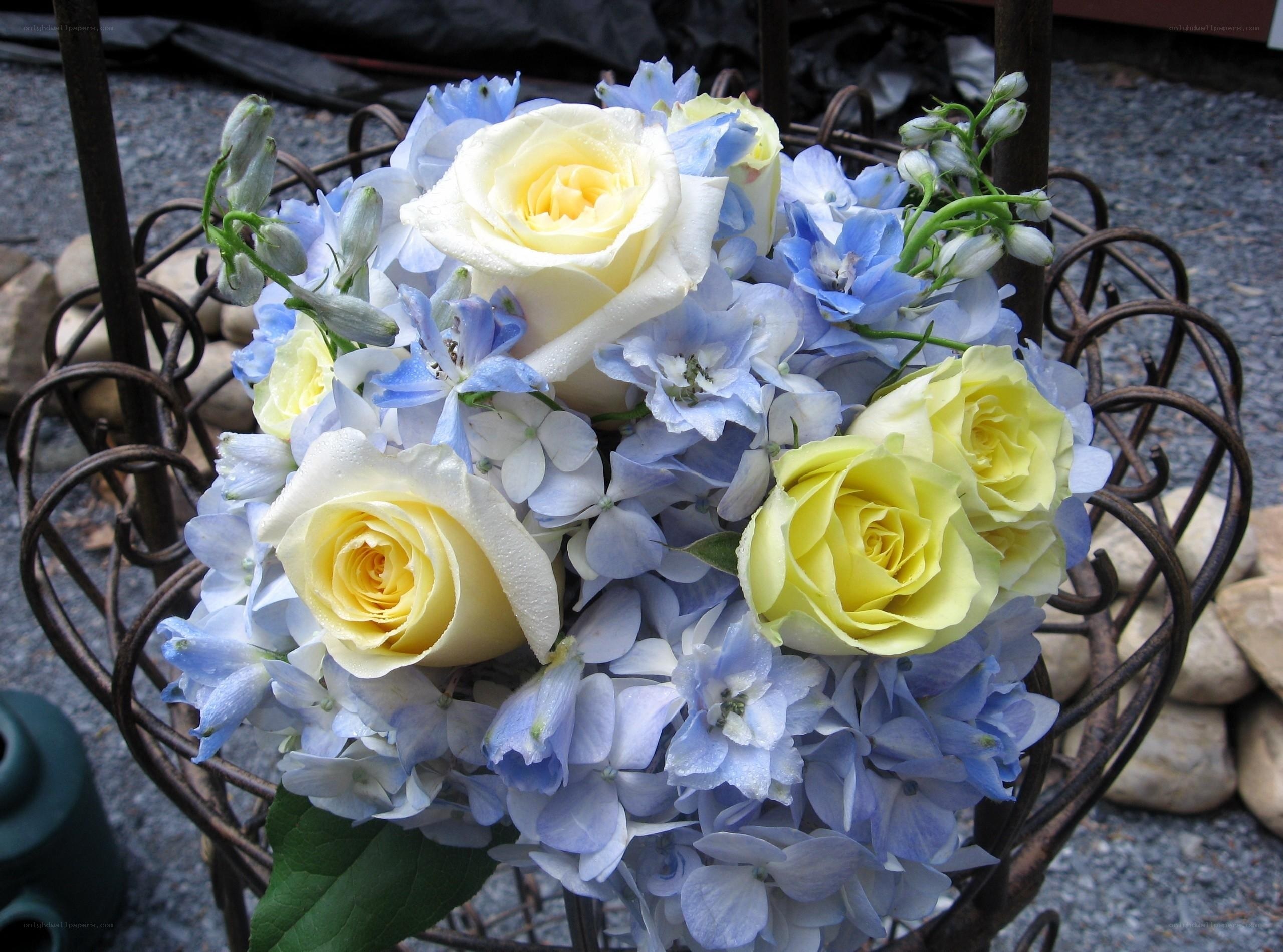 yellow roses and blue flowers