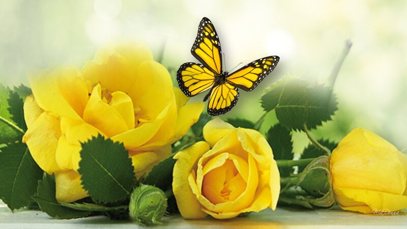 Yellow Roses and Butterfly — Serene, Morning