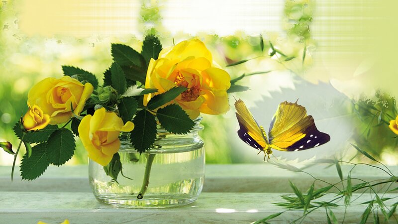 Yellow Roses and Butterfly — Serene