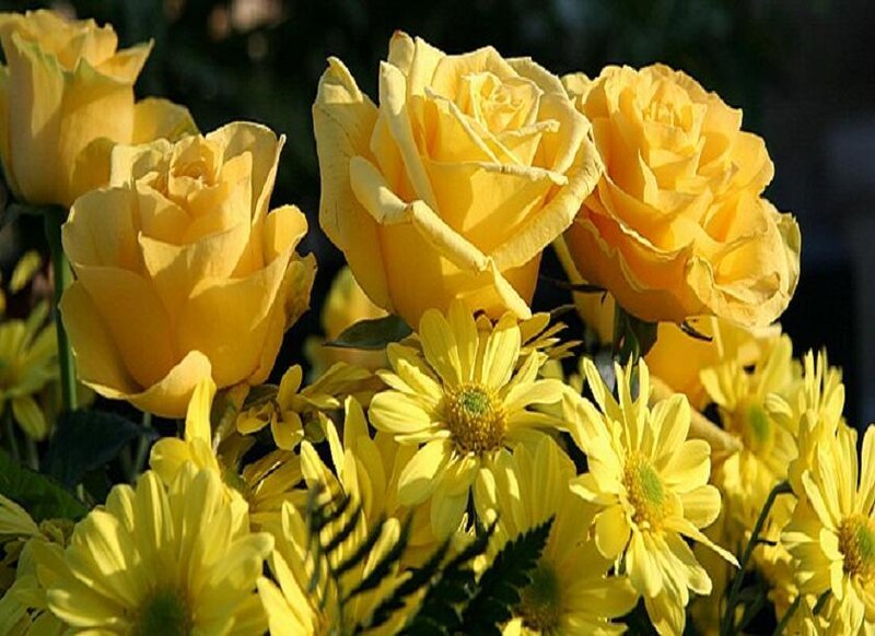 yellow roses and daisies