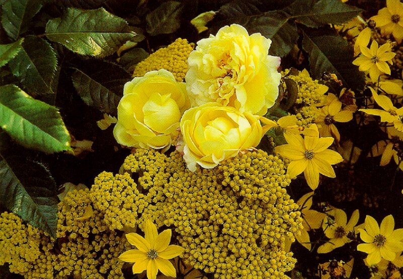 Yellow Roses and Flowers — Calm, Summer