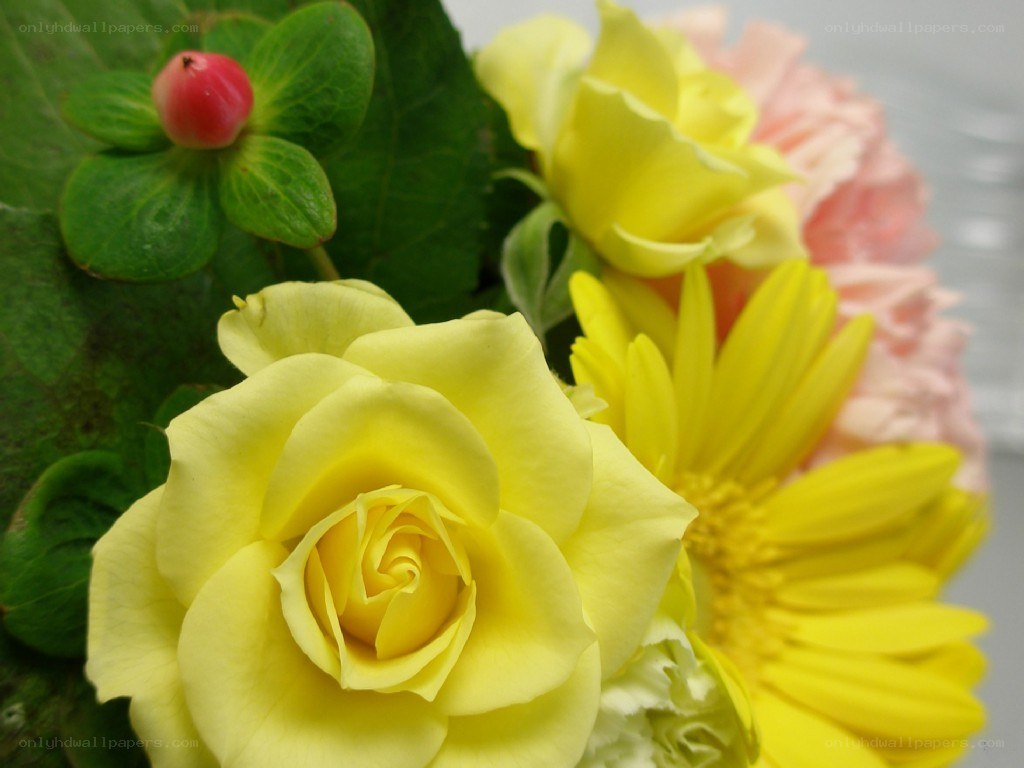 Yellow roses and flowers