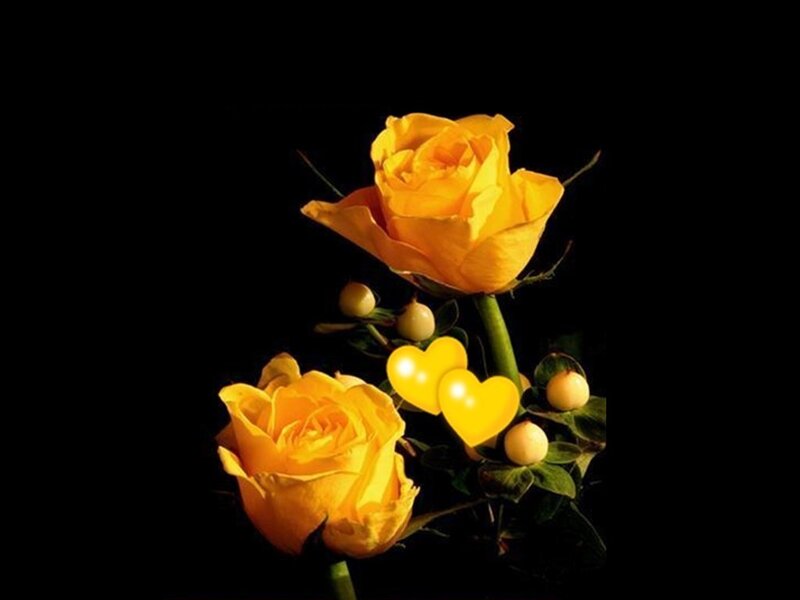 Yellow Roses and Hearts