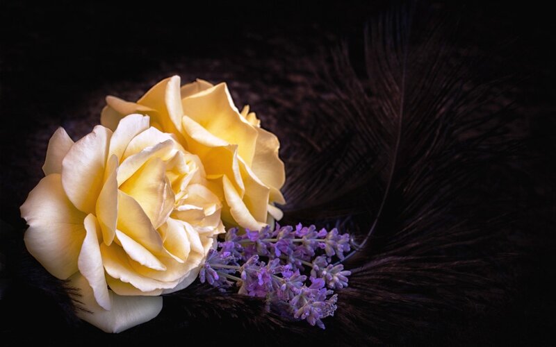 Yellow Roses and Lavender