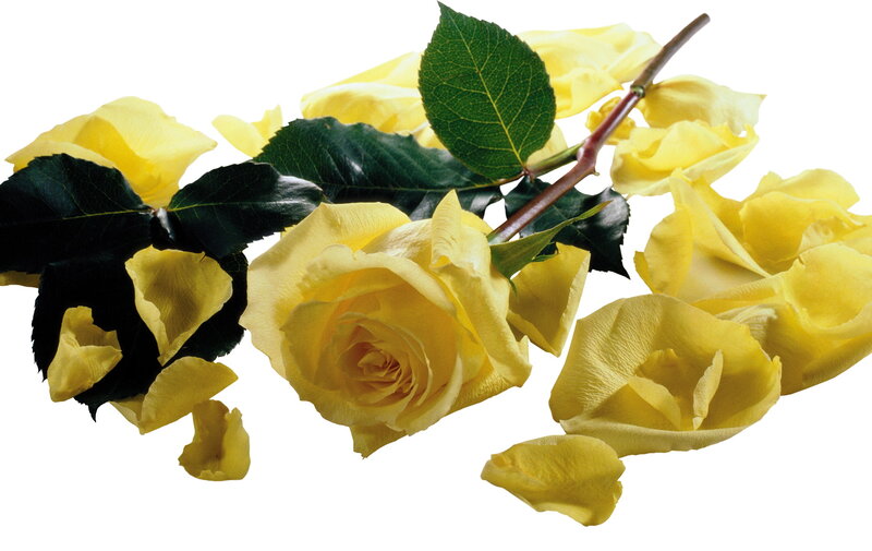 Yellow Roses and Petals