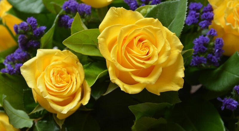 Yellow Roses and Purple Flowers — Calm, Photograph