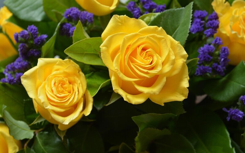 Yellow Roses and Purple Flowers — Calm