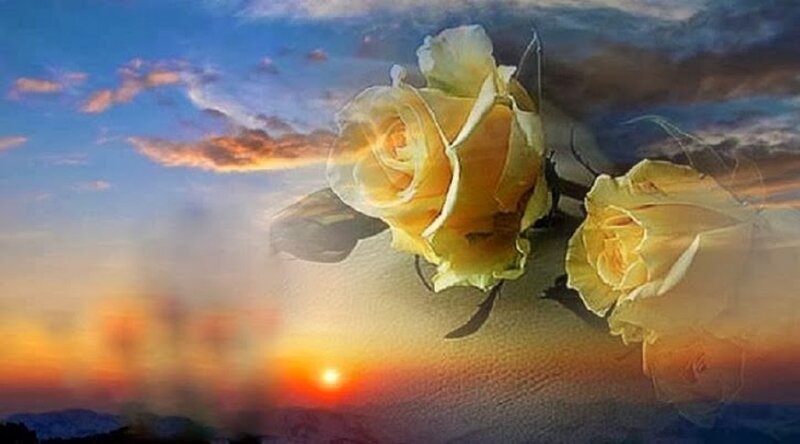 Yellow Roses at Sunset