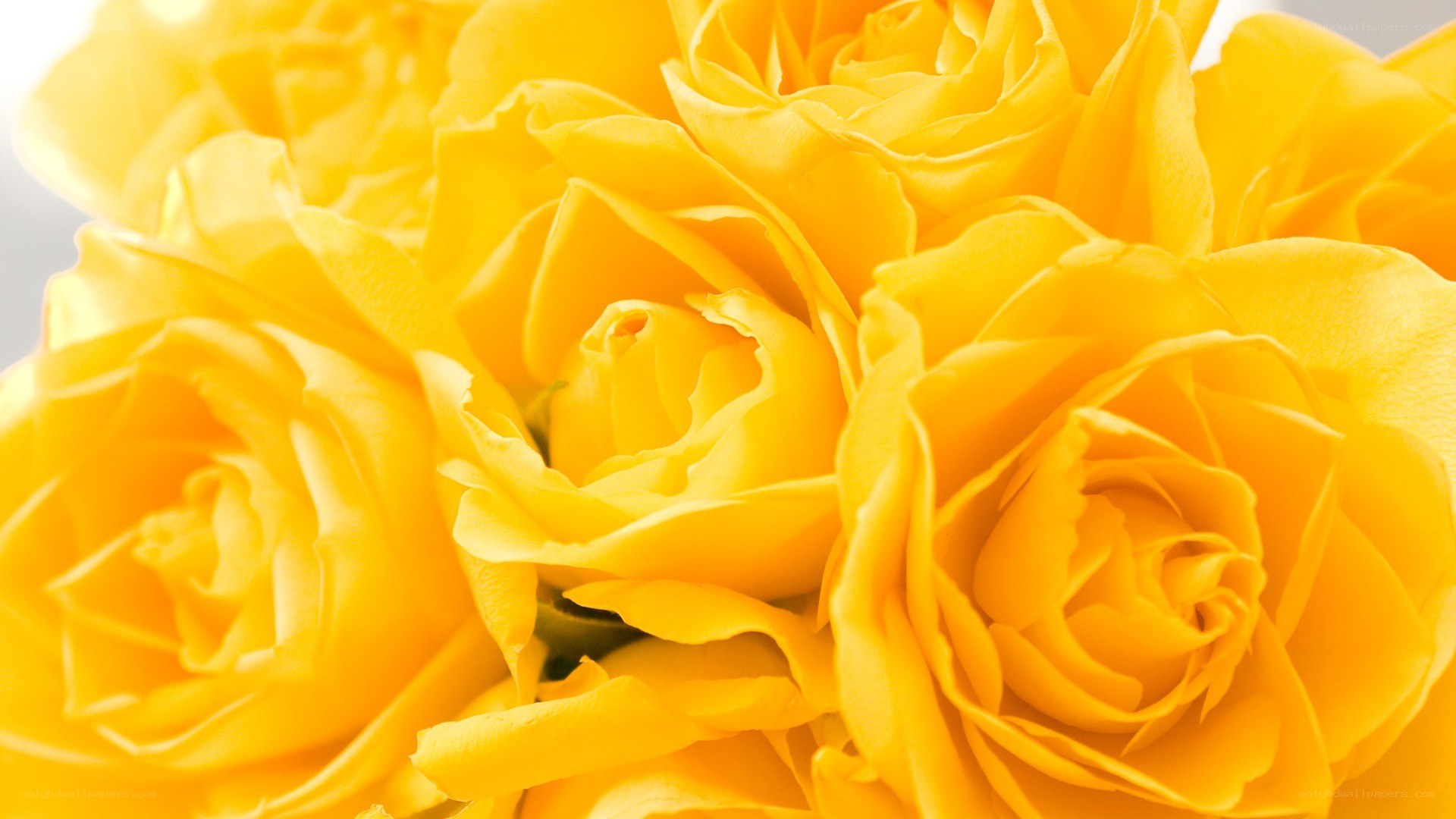 yellow roses bouquet