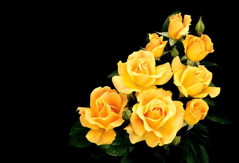 Yellow Roses Bouquet — Dramatic