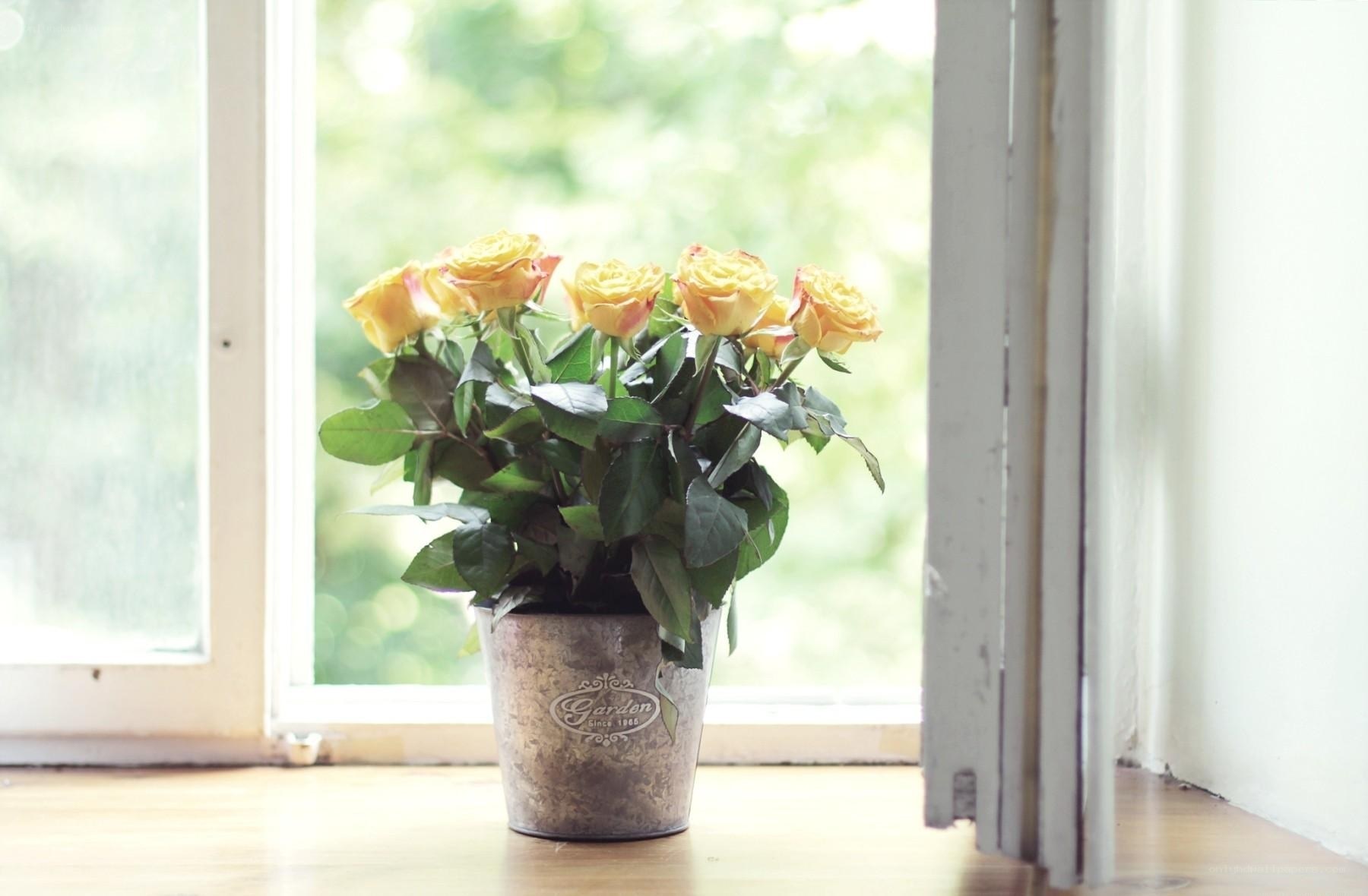 Yellow roses by the window