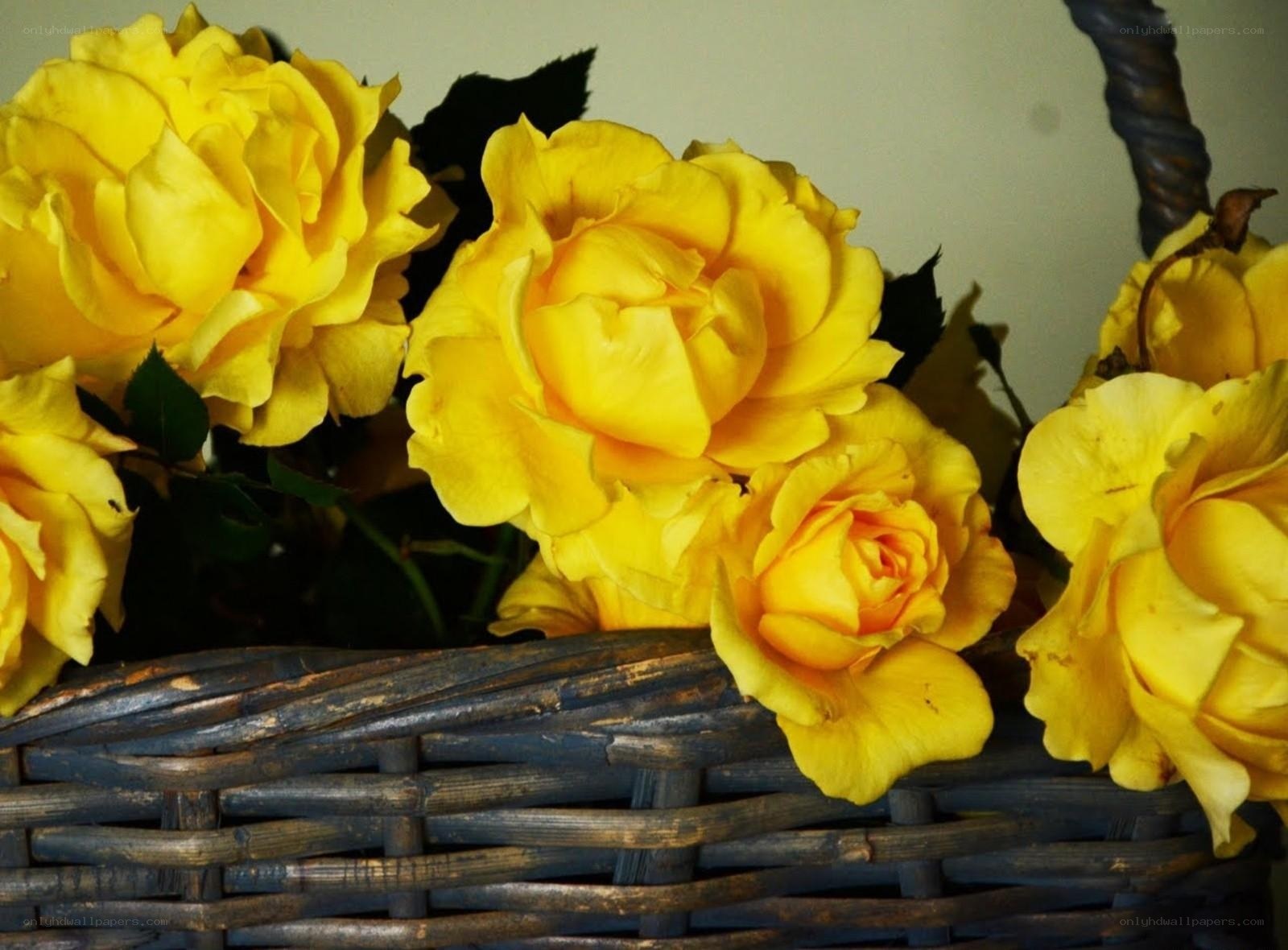 Yellow roses in a basket