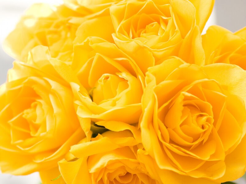 Yellow Roses in a Bouquet — Calm, Photograph, Flowers