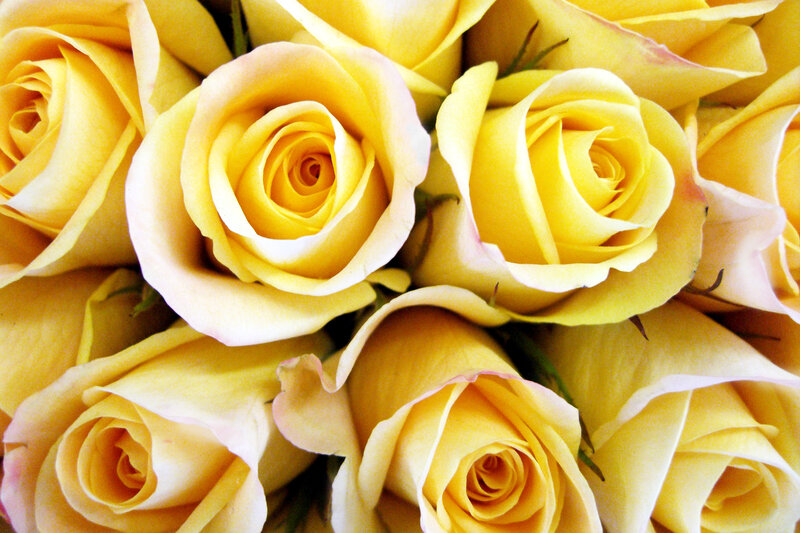 Yellow Roses in a Bouquet — Calm, Photograph, Petals, Buds
