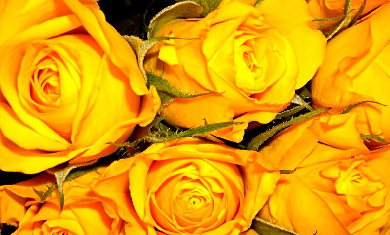 Yellow Roses in a Bouquet — Calm, Photograph, Petals