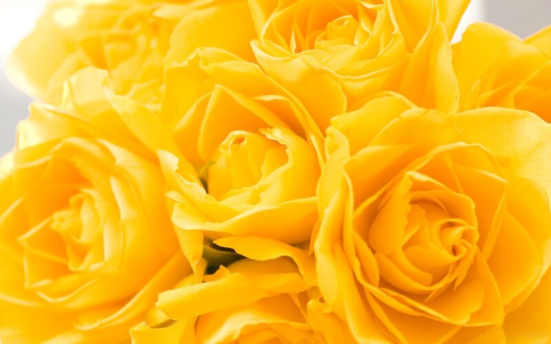 Yellow Roses in a Bouquet — Calm