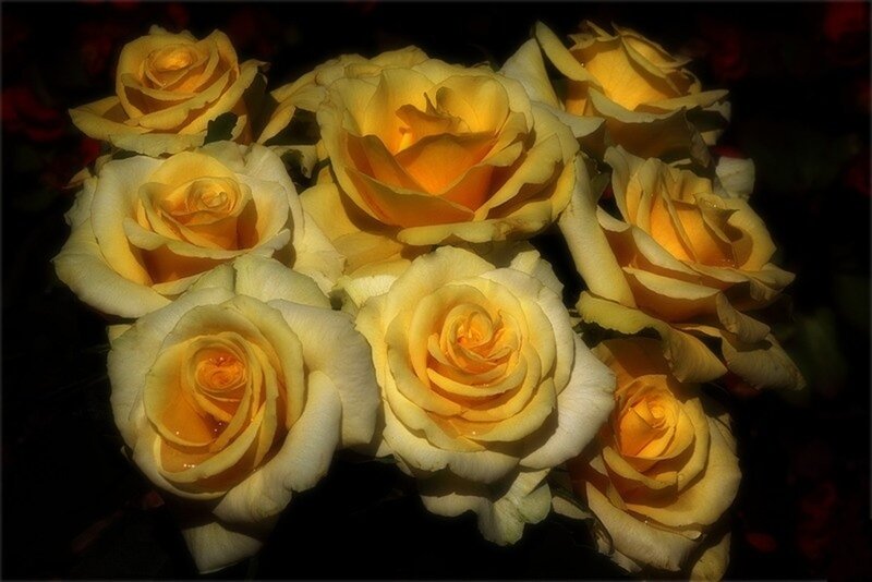 Yellow Roses in a Bouquet — Dramatic