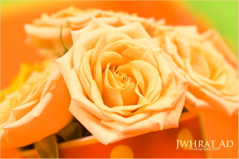 Yellow Roses in a Bouquet — Orange