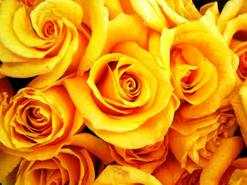 Yellow Roses in a Bouquet — Warm