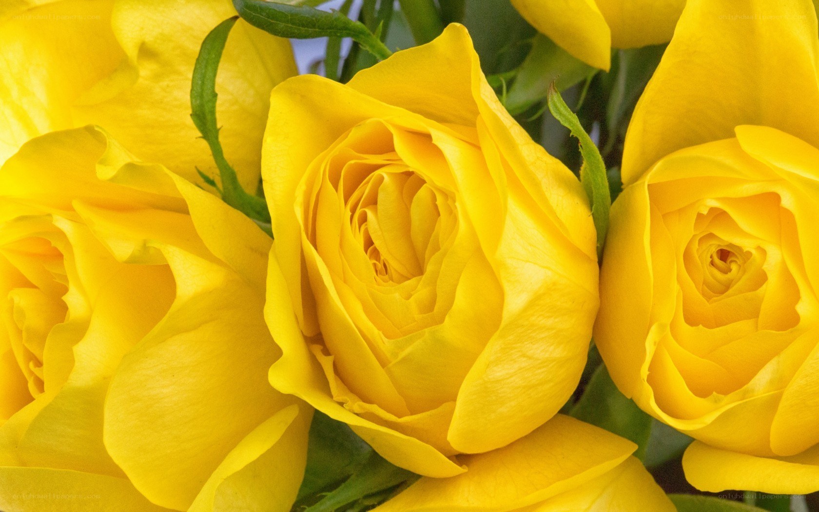 Yellow roses in a bouquet