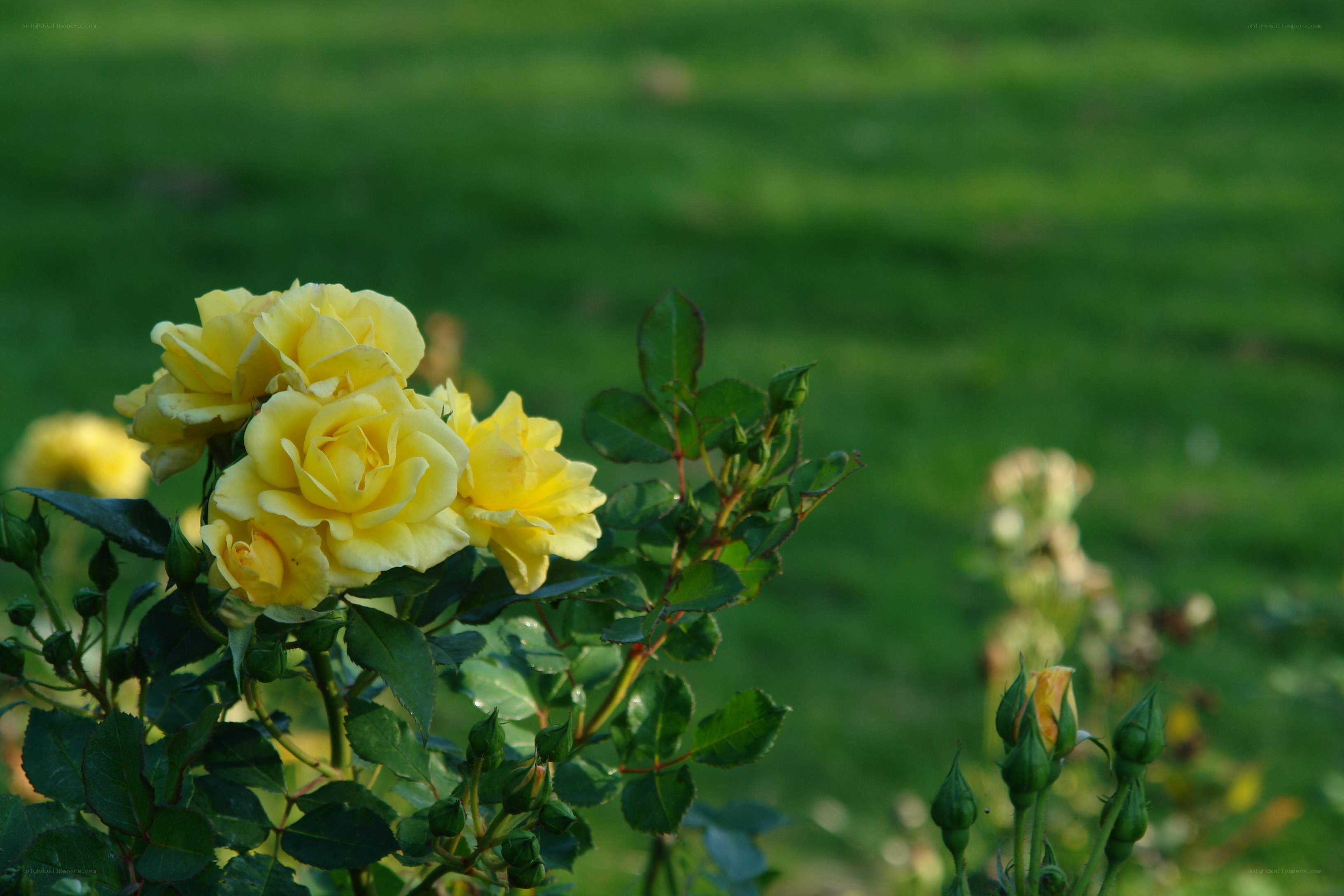 Yellow roses in a garden