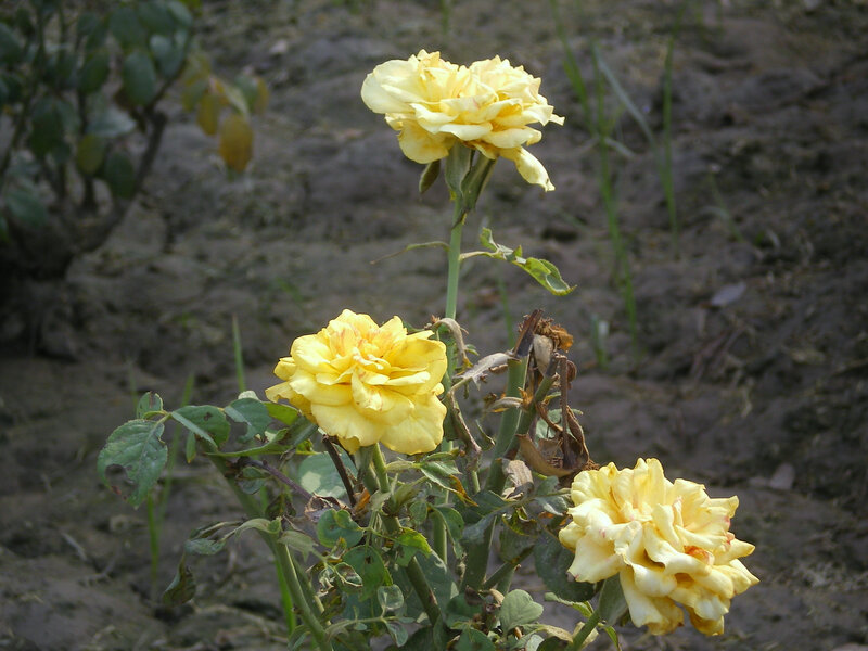 Yellow roses in a garden