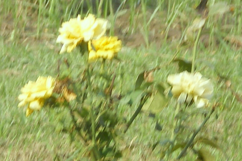 yellow roses in a garden