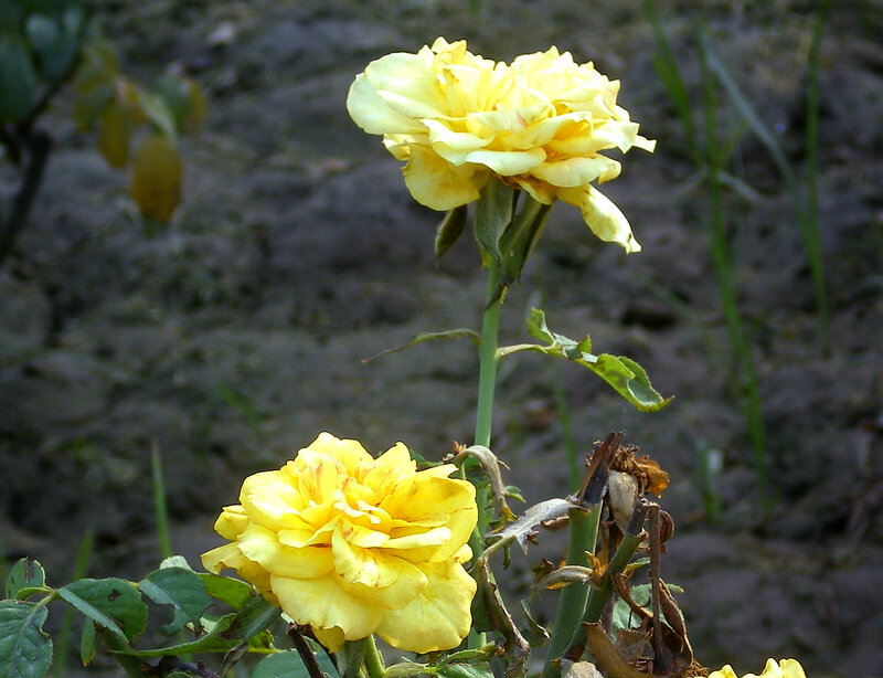 Yellow roses in a garden
