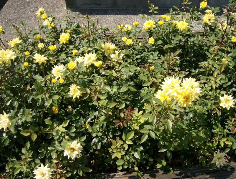 yellow roses in a garden