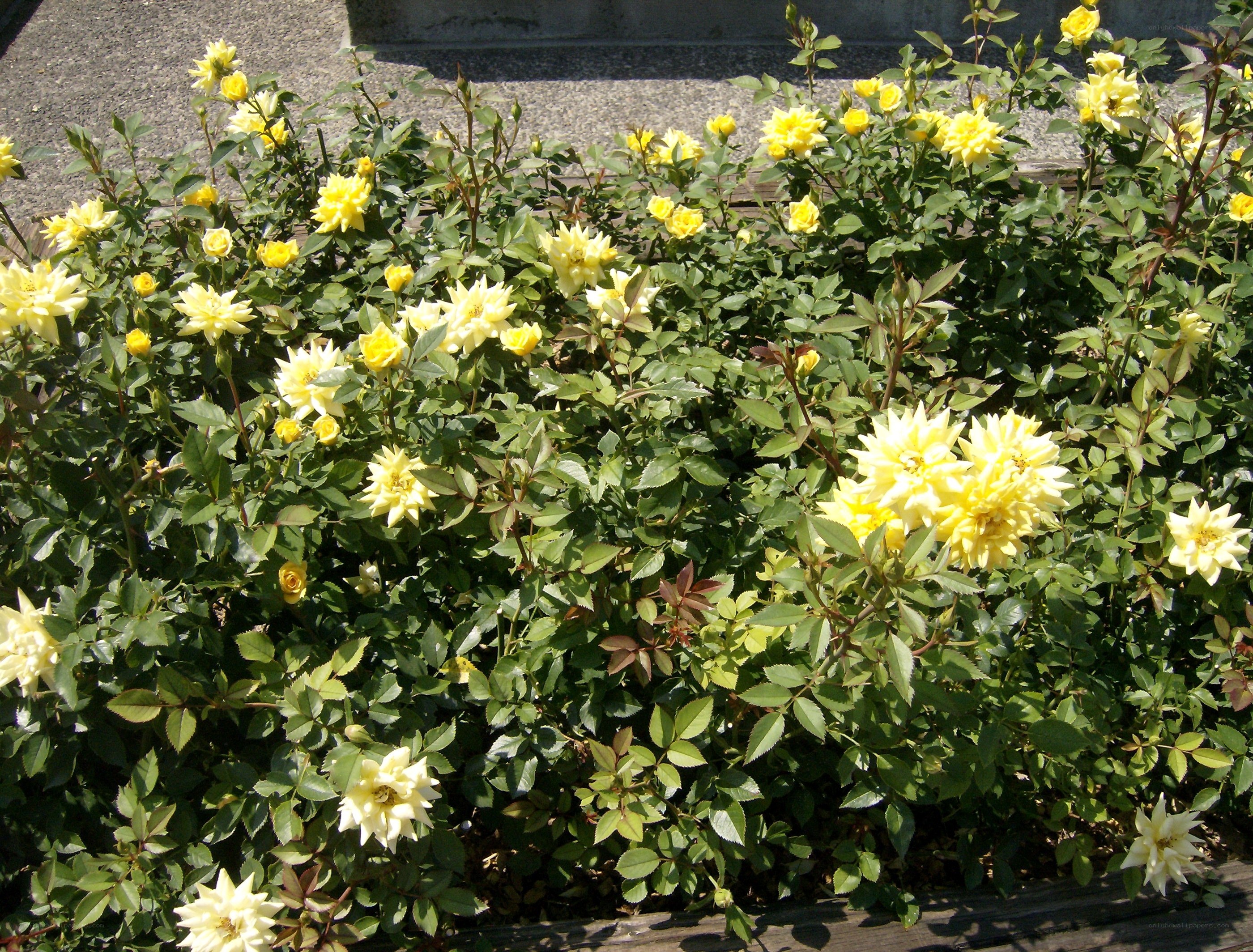 yellow roses in a garden
