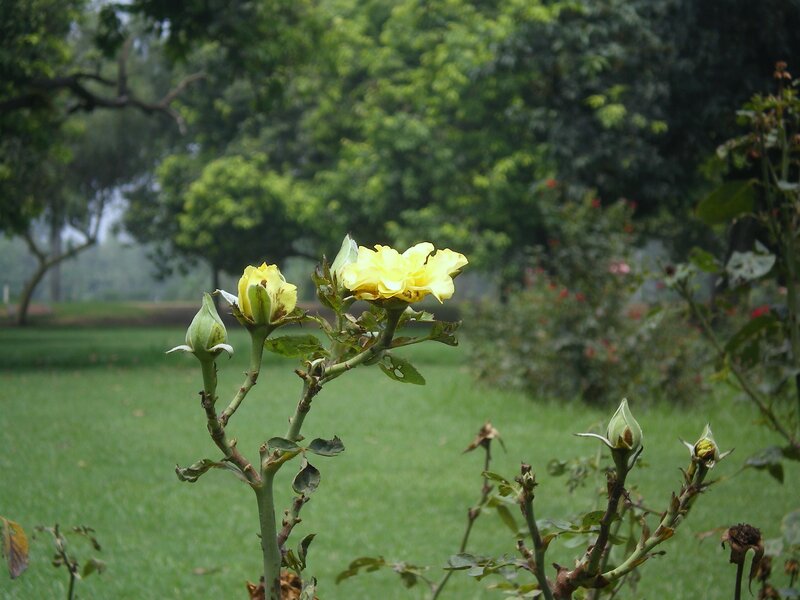 Yellow roses in a park