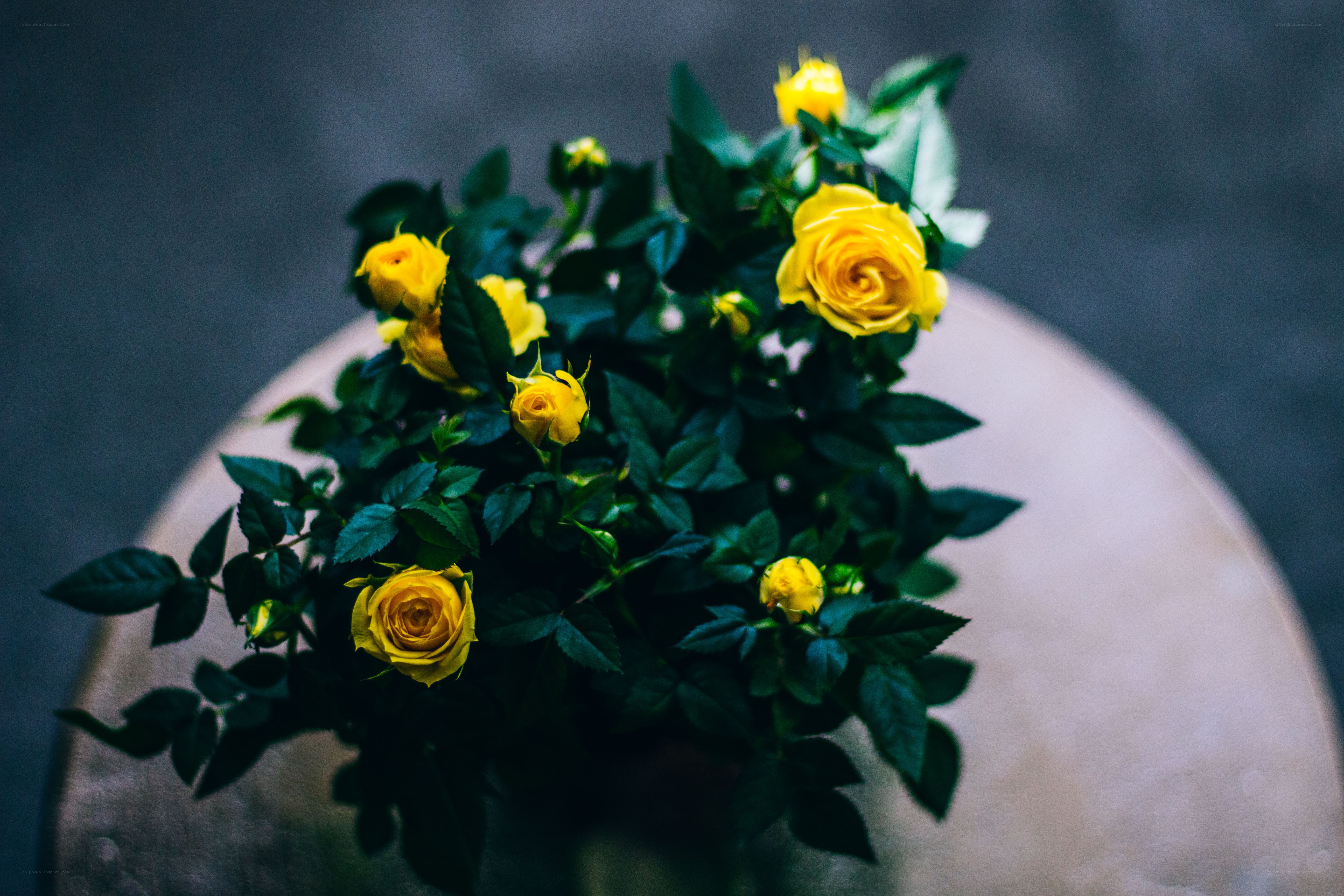 Yellow roses in a pot