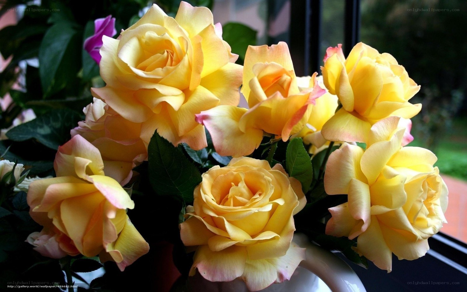 Yellow roses in a vase