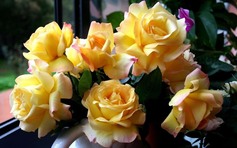Yellow Roses in a Vase — Calm, Afternoon, Photograph, Leaves, Window