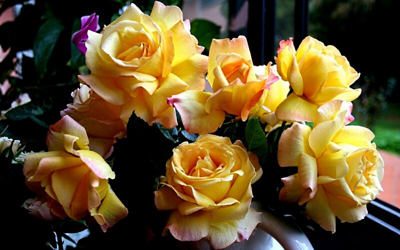 Yellow Roses in a Vase — Calm, Photograph, Leaves, Window