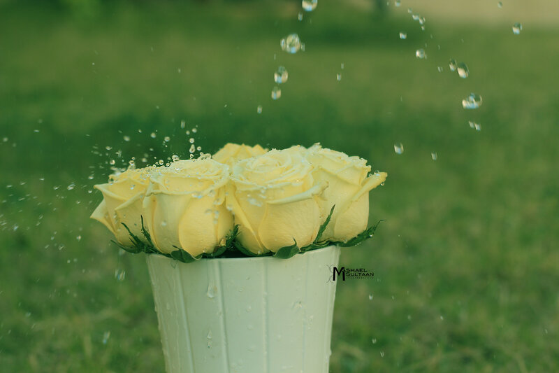 Yellow Roses in a Vase — Green