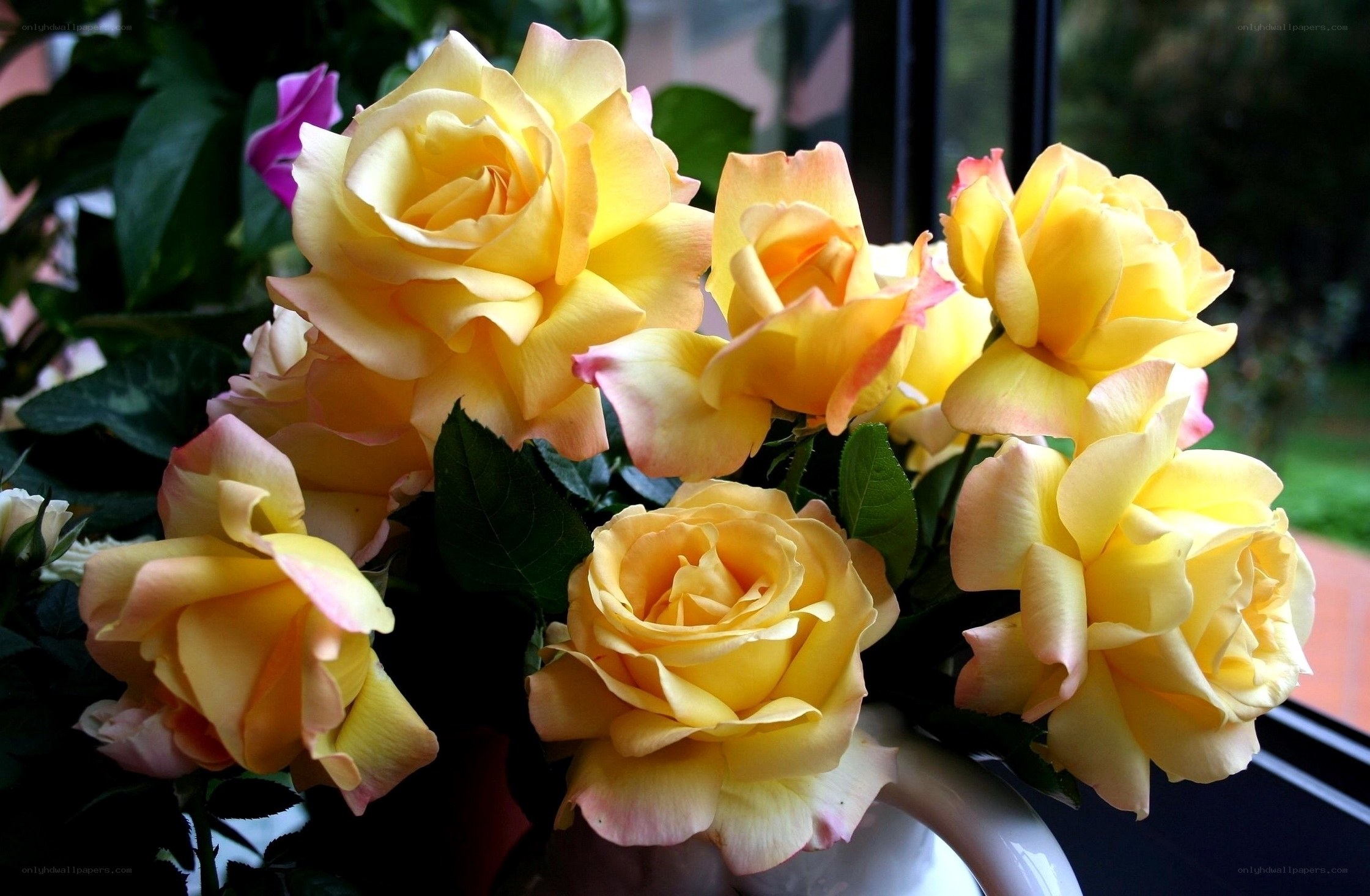 Yellow roses in a vase
