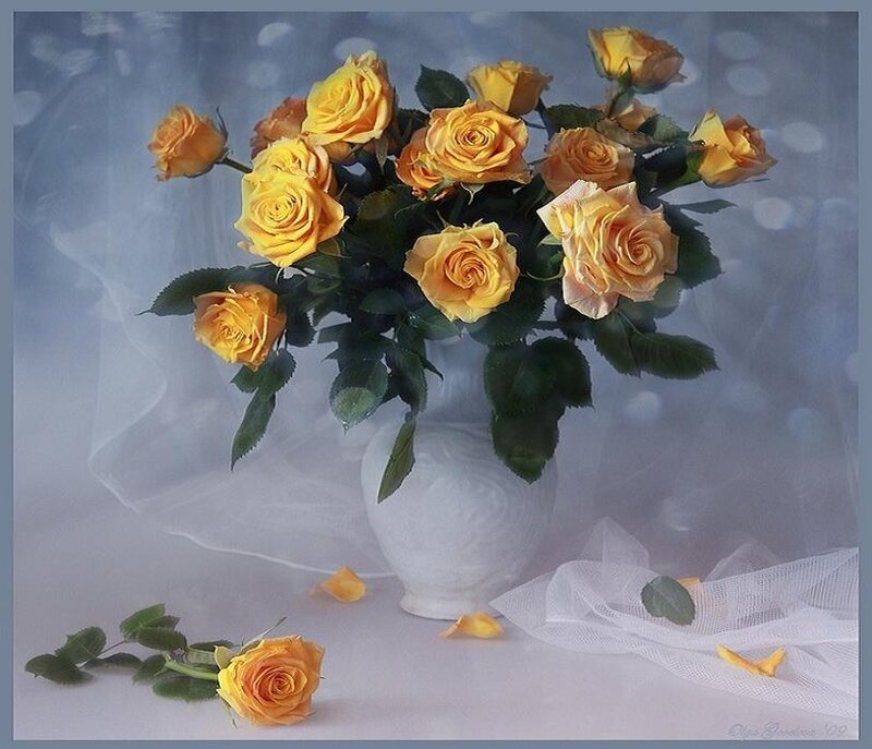 Yellow roses in a white vase