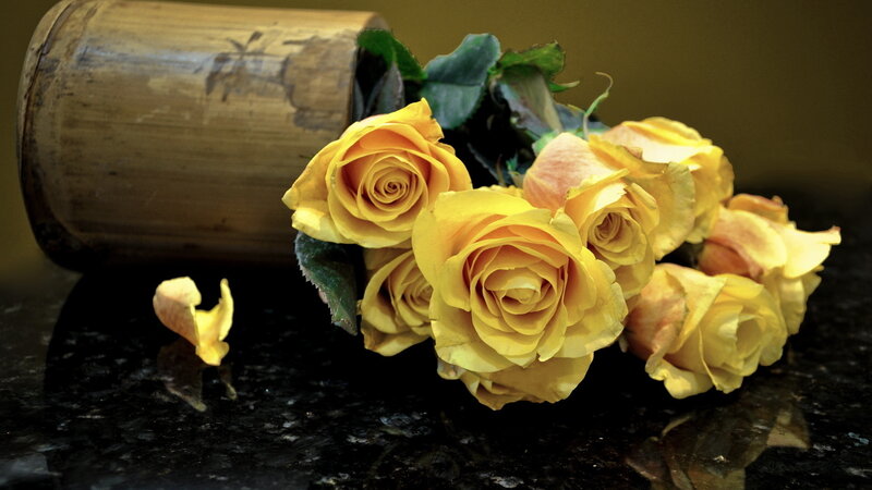 Yellow Roses in Bamboo — Calm, Photograph