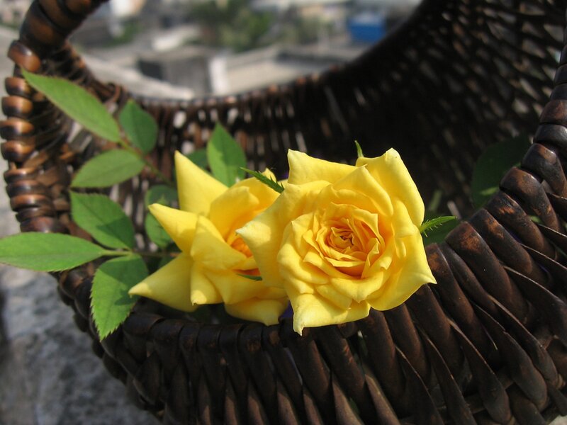 Yellow Roses in Basket — Calm, Afternoon