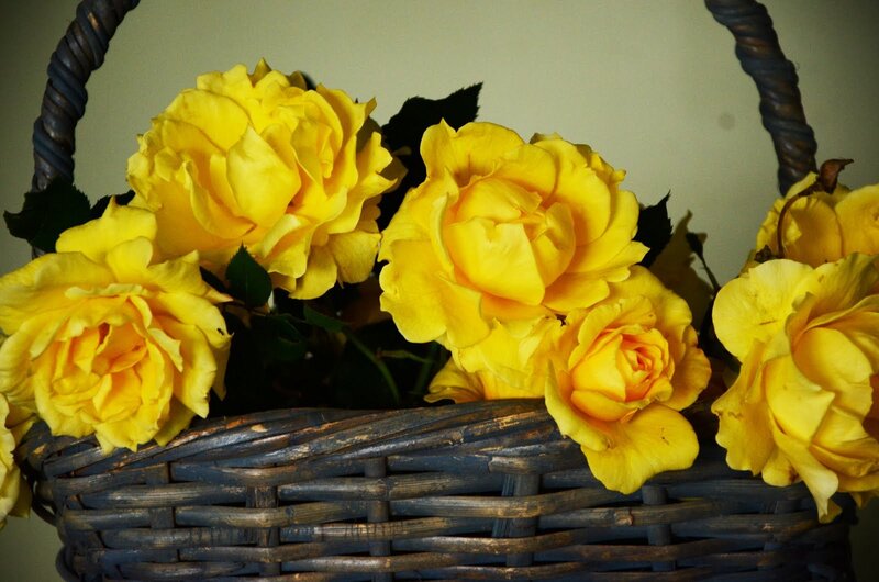 Yellow Roses in Basket — Calm