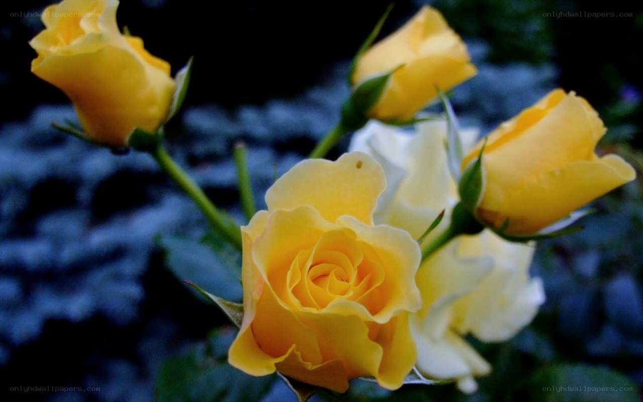 Yellow roses in bloom